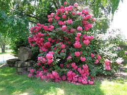 Nature Rhododendron Woodland Tree Bush Red Pink By Bylightofmoon Pink Nature Flower Garden Design Rhododendron