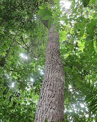 Image result for Cedrela