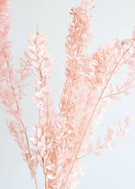 Preserved Ruscus Leaves In Pink In 2020 Picture Collage Wall Wall Collage Pastel Pink Aesthetic