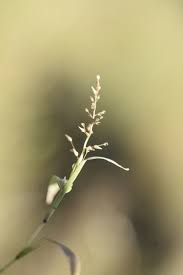 Image result for Coelachne