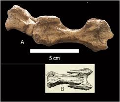 Image result for Austrosynotis