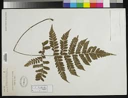 Image result for Triplophyllum protensum