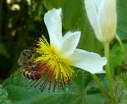 Image result for Sparrmannia