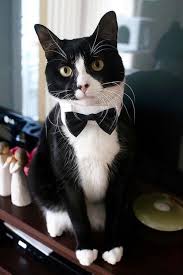 Black And White Cat With Bow Tie Adorable Tuxedo Cat Sporting A Bow Tie Tuxedocat Bowtie Cat Cutecat Beautiful Cats Cute Cats Pretty Cats
