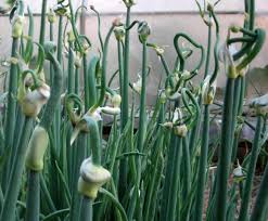 Exclusive daily deals · >80% items are new · top brands Adding Perennials To Your Vegetable Garden Southern Exposure Seed Exchange
