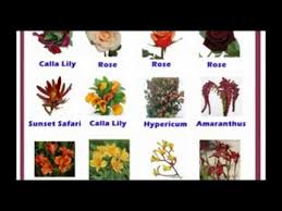 20 flowers name in hindi and english with pictures. Flowers Names In Hindi Youtube
