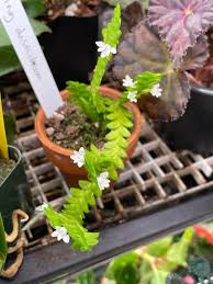 Image result for Angraecum distichum