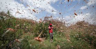 La plaga de langostas está avanzando debido a los cambios en las condiciones climáticas. Plaga De Langostas La Segunda Ola Sera 20 Veces Mas Grande Que La Primera