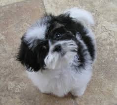 Maybe you would like to learn more about one of these? Pin On Shihtszu