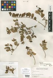 Image result for Jasminum breviflorum