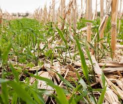 You can plant either fall or summer cover crops. Winter Cover Crop Can Improve Garden Soil Wkdz Radio