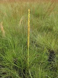 Image result for Disa ochrostachya