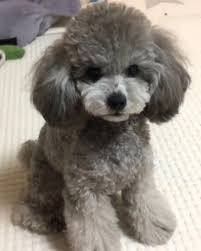 Grey kitchens ideas image cartoon dog poodle labrador. 10 Grey Poodle Ideas
