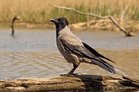 La dite corneille fût inrelâchable, ses. Vogelwarte Ch Corneille Mantelee