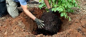 Maybe you would like to learn more about one of these? How To Plant A Tree The Right Way 7 Steps For Getting It Right Every Time Growing A Greener World
