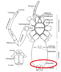 Arachnid Respiratory System Organs Structure Study Com