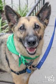 And dog aktuelles model zum kleinen preis hier bestellen. Can I Say Hi To Your Dog Lucky Dog Animal Rescue