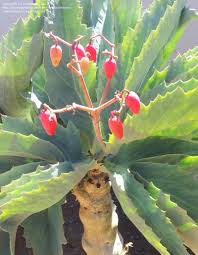 Image result for Cyphostemma adenocaule