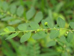 Image result for Phyllanthus tenellus