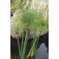 Image result for Cyperus papyrus