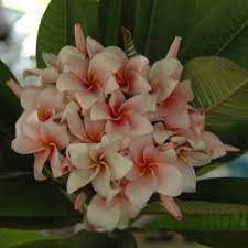 Rung Siri Chok Plumeria Cactus Plants For Sale Plumeria Plant Sale