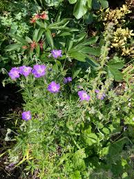 Image result for Geranium ocellatum
