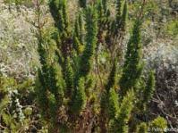 Image result for Anthospermum ammannioides