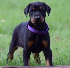 Black And Tan Doberman Puppies For Sale Female Doberman Puppy Doberman Pinscher Doberman Puppies For Sale Doberman