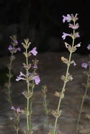 Image result for Micromeria imbricata