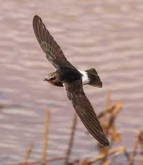 Dedicated to women that represent our personal ideals of breedability and fertility. Little Swift Apus Affinis Breed Around Habitation And Cliffs From Southern Spain Africa North Eastwards Through Souther Swift Bird Bird Species Bald Eagle