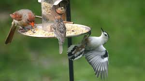 Rating 4.800139 out of 5. How To Choose The Right Kind Of Bird Feeder All About Birds All About Birds