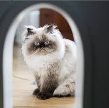 Check spelling or type a new query. 3 Makanan Kucing Persia Terbaik Bagus Untuk Perawatan Bulu Merdeka Com