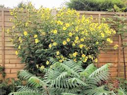 Maybe you would like to learn more about one of these? Online Gartenlexika Und Pflanzendatenbanken Online Gardening Lexica And Plant Databases Sprache Spiel Natur