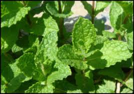 While some easily notice the difference in taste between them. Kentucky Colonel Spearmint It S Not Just About The Juleps Dave S Garden
