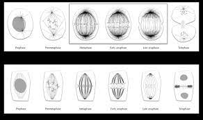 Stages of the animal cell cycle. Stages Of Cell Division In Animals And Plants