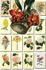 Flowers 91 Collection Of 297 Vintage Images Gardenia Dipladenia Rhododendron Botanical Pictures High Resolution Digital Download Printable Vintage Images Flower Pictures Vintage Flowers