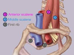 Anatomy Of The Thoracic Outlet Neovista