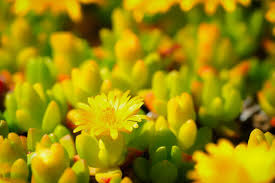 Image result for Aizoaceae