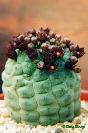 Image result for Kanahia