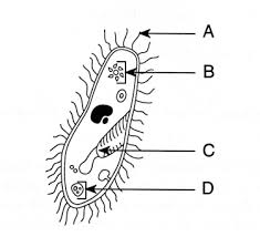 Water will move into plant cells and around the plant with osmosis previously viewed. Cell Structure Flashcards Quizlet