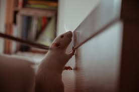 First, wear vinyl, latex, or rubber gloves and clean rat droppings and urine. How To Get Rid Of Mouse Urine Smell From Wood Guide 101