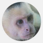 Pura vida for White-faced capuchin monkey Classic Round Sticker