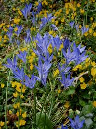 Image result for Tricliceras lanceolatum