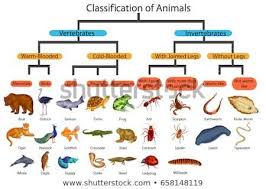 34 Interpretive Flow Chart Showing Classification Of Animals