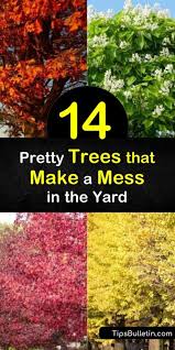 It is extremely important to pick a tree species that is common in your area or a native tree to ensure optimum growth. 14 Pretty Trees That Make A Mess In The Yard