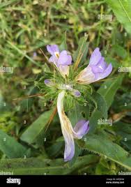 Image result for Hygrophila spiciformis