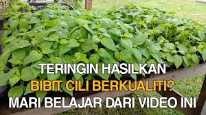 Hatta duduk di apartment pun ramai saja yang menanamnya dalam pasu. Ini Cara Semai Benih Cili Macam Sifu Fertigasi Lada Solok Biasa Buat Youtube