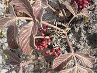 Image result for Lannea edulis