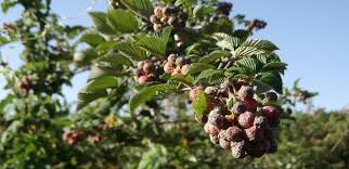 Image result for Agrocharis incognita