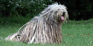 It originated in the alpi e prealpi bergamasche, where it was used as a herding dog for both sheep and cattle. Pastore Bergamasco Una Delle Piu Antiche Razze Canine Italiane Best5 It